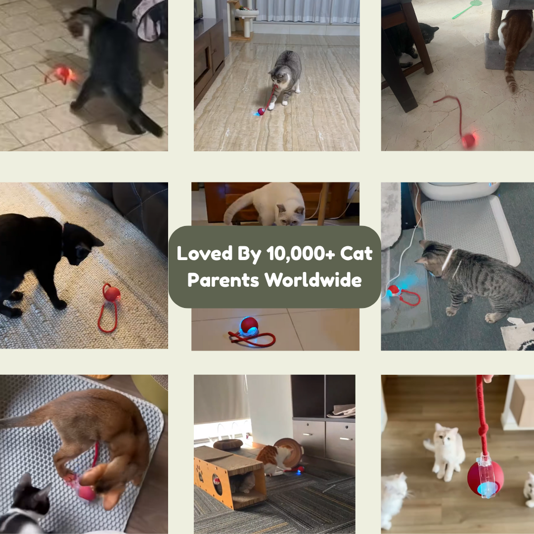 Magic Ball with Lights - Rechargeable, cat's favorite toy!
